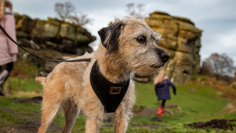 A dog on a winters day at Brimham Rocks